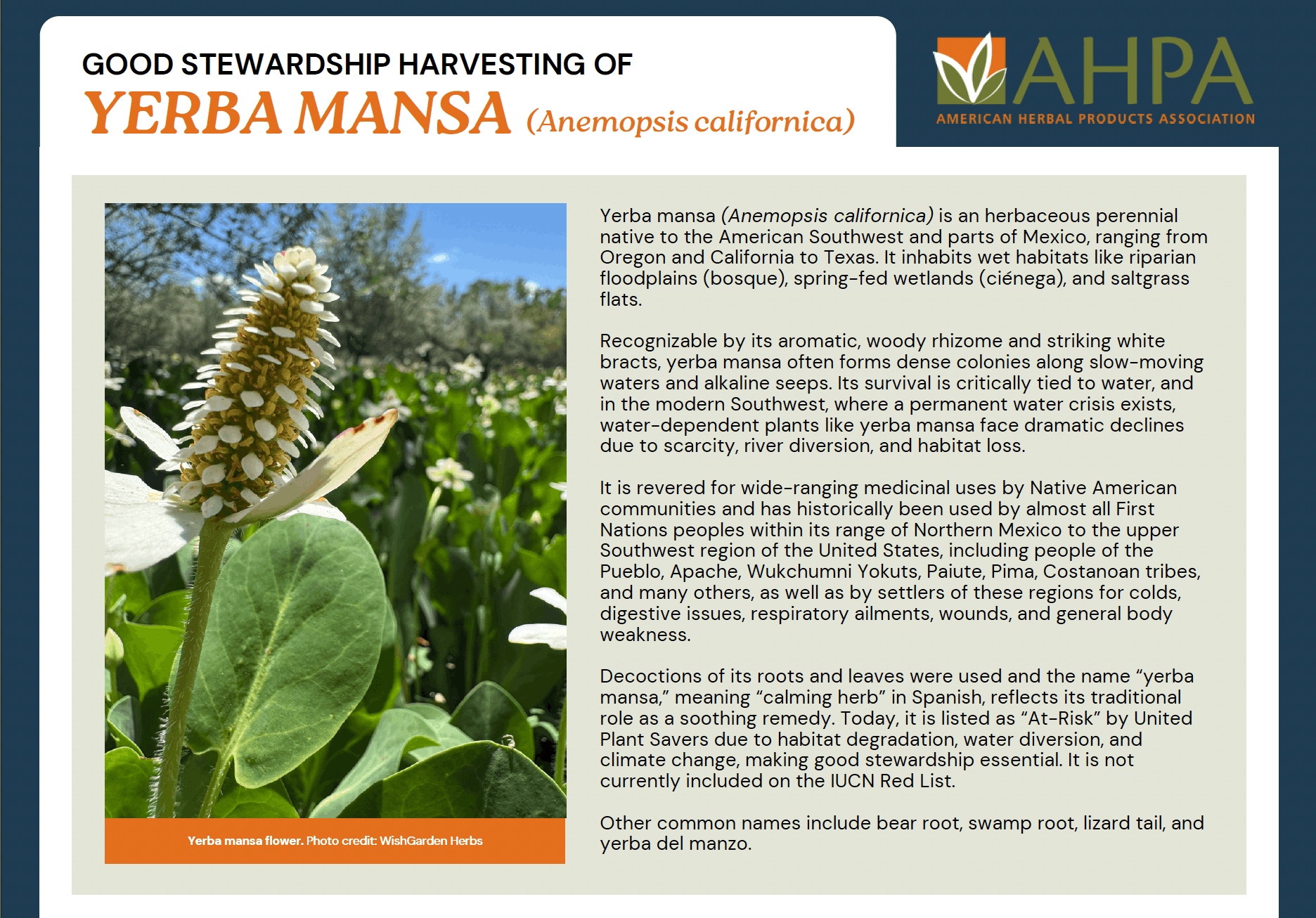 AHPA Yerba Mansa Brochure image-min